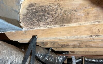 Mold in Crawl Spaces: A Growing Problem for Alabama Families