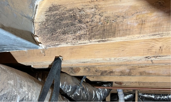 Mold Remediation